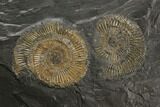 Dactylioceras Ammonite Cluster With Hanger - Germany #132721-1
